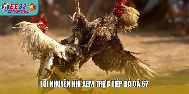 Lời khuyên khi xem trực tiếp đá gà 67