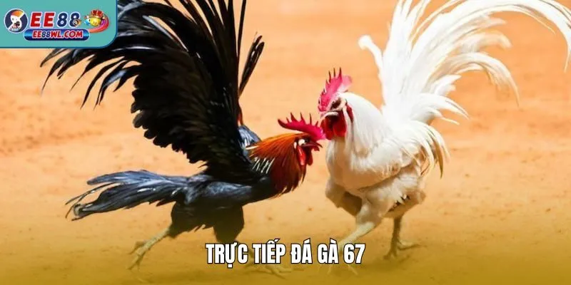 Trực Tiếp Đá Gà 67